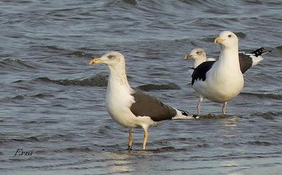 FIDELIDAD INVERNANTE DE LAS GAVIOTAS