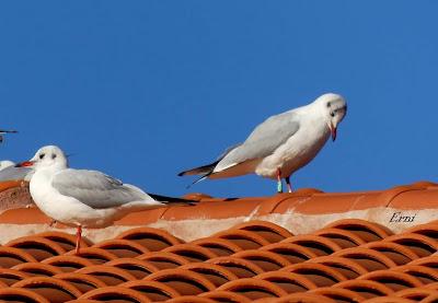 FIDELIDAD INVERNANTE DE LAS GAVIOTAS