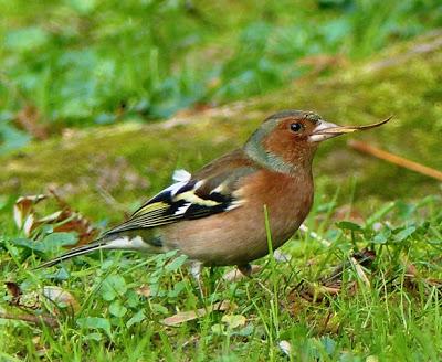 Comiendo en el suelo