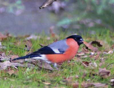 Comiendo en el suelo