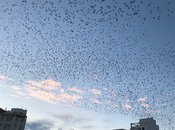 pájaros simbología zoomórfica
