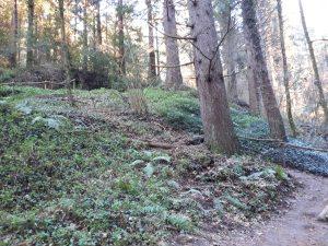 Arboretum Masjoan (Espinelves)