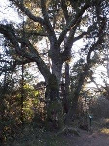 Arboretum Masjoan (Espinelves)