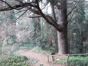 Arboretum Masjoan (Espinelves)