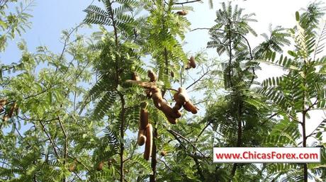 ¿Cómo es el tamarindo y de que se nutre?, ¿Cómo es el tamarindo y dónde vive?, ¿Cuáles son las características del tamarindo?, ¿Qué tipo de fruta es el tamarindo?, tamarindo propiedades y contraindicaciones, propiedades del tamarindo para el higado, propiedades del tamarindo para adelgazar, desventajas del tamarindo, tamarindo fruta, para que sirve el tamarindo en ayuna, cascara de tamarindo propiedades, tamarindo arbol