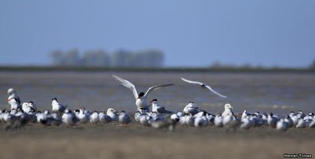 Gaviotines en Punta Rasa