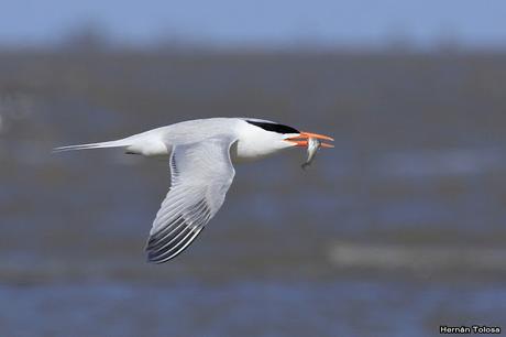 Gaviotines en Punta Rasa