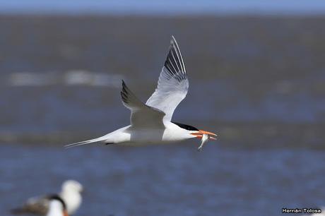 Gaviotines en Punta Rasa