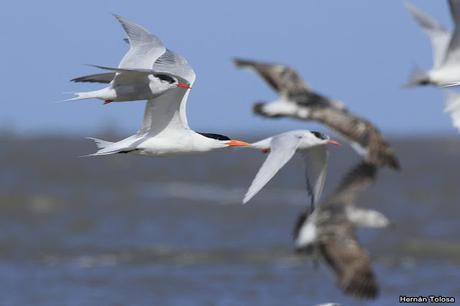 Gaviotines en Punta Rasa