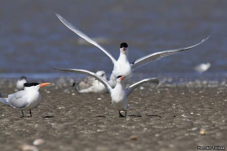 Gaviotines en Punta Rasa