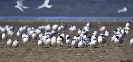 Gaviotines en Punta Rasa