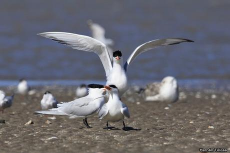 Gaviotines en Punta Rasa