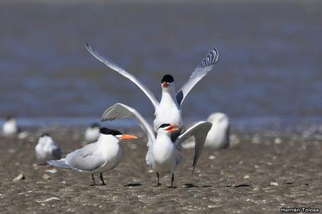 Gaviotines en Punta Rasa
