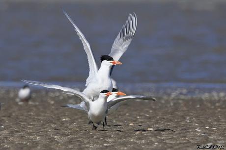 Gaviotines en Punta Rasa