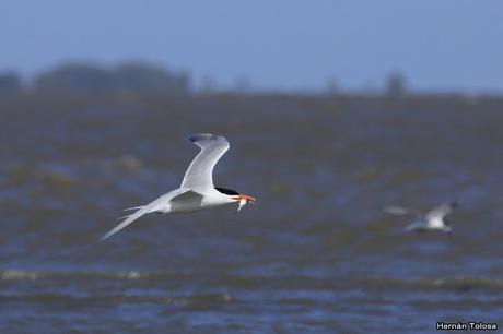 Gaviotines en Punta Rasa