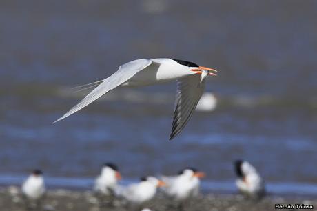 Gaviotines en Punta Rasa