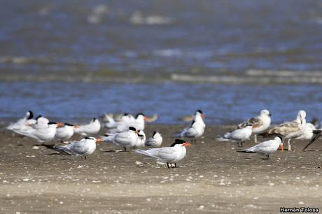 Gaviotines en Punta Rasa