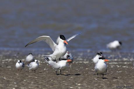 Gaviotines en Punta Rasa