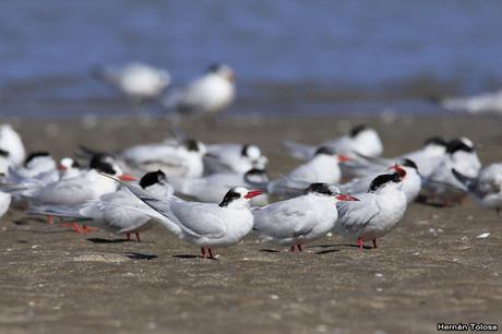 Gaviotines en Punta Rasa
