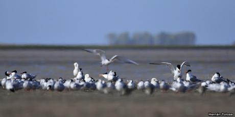 Gaviotines en Punta Rasa