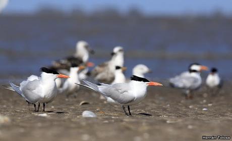 Gaviotines en Punta Rasa
