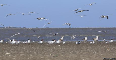 Gaviotines en Punta Rasa