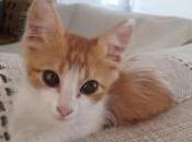 Milo, Gata Varela, Interlude