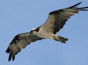 Águila pescadora (Osprey) Pandion haliaetus