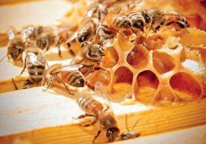 Jalea Real Y Enfermedades Cardiovasculares