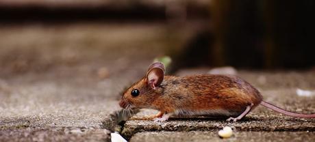 Hantavirus