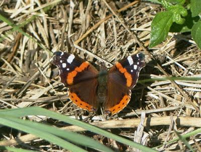 Vanessa atalanta, ciclo anual