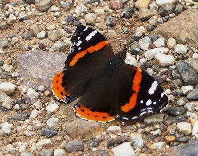 Vanessa atalanta, ciclo anual