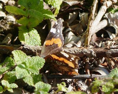 Vanessa atalanta, ciclo anual