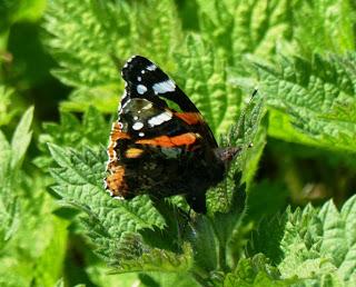 Vanessa atalanta, ciclo anual