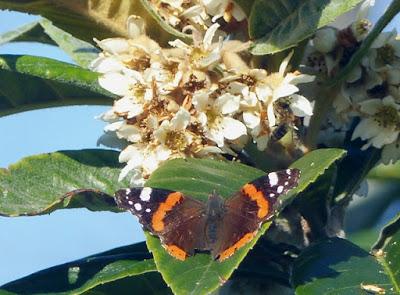 Vanessa atalanta, ciclo anual