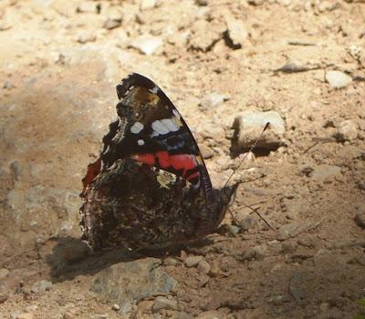 Vanessa atalanta, ciclo anual