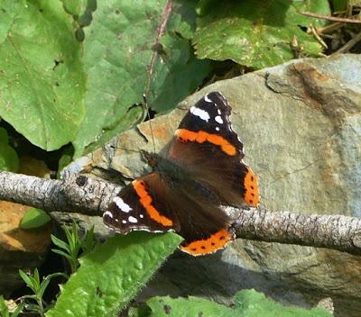 Vanessa atalanta, ciclo anual