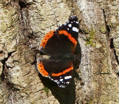 Vanessa atalanta, ciclo anual