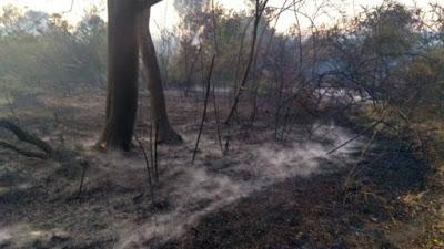 Un incendio descontrolado demandó 9 horas de trabajo de los brigadistas