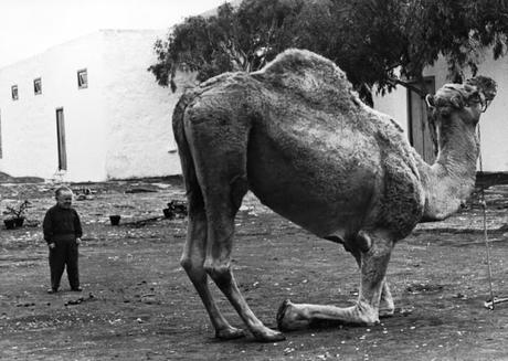 TAMBIÉN LOS ENANOS EMPEZARON PEQUEÑOS (1970 Werner Herzog) TAMBIÉN LOS ENANOS EMPEZARON PEQUEÑOS (1970 Werner Herzog)
