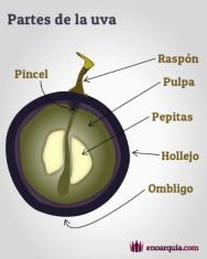 Las uvas: ¿qué partes tienen?