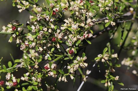 Espino blanco (Discaria chacayae)