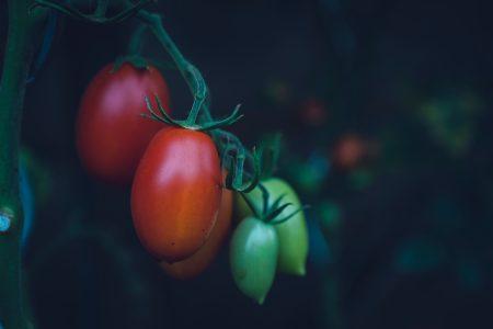 Ursula Vernon: La ladrona de tomates