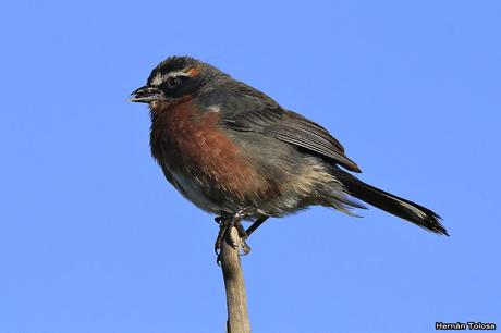 Temprano por la laguna