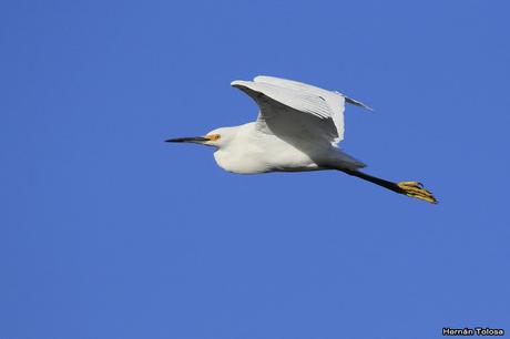 Temprano por la laguna