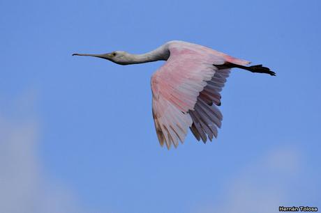 Temprano por la laguna