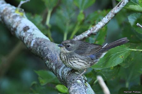 Temprano por la laguna