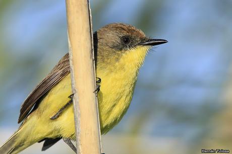 Temprano por la laguna