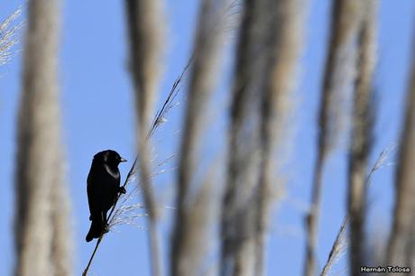 Temprano por la laguna