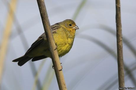 Temprano por la laguna